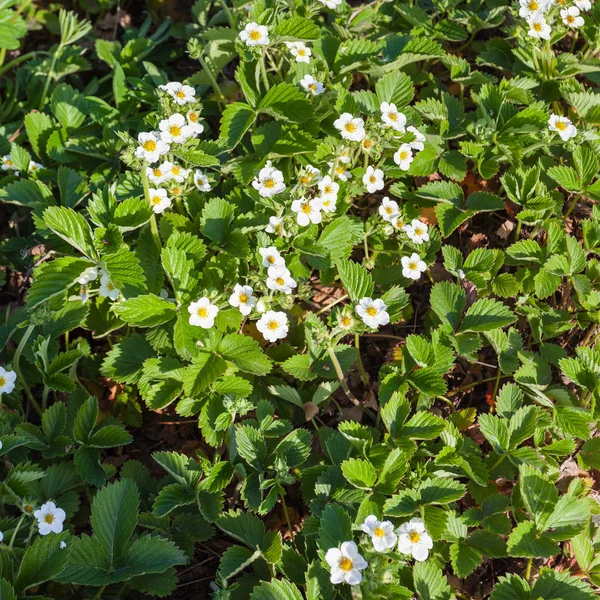 Blumen und grünes Laub der Garten-Erdbeere — Stockfoto