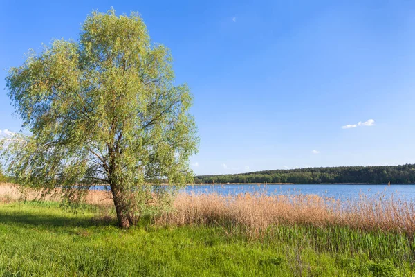 Wierzba na zielonym brzegiem stawów — Zdjęcie stockowe