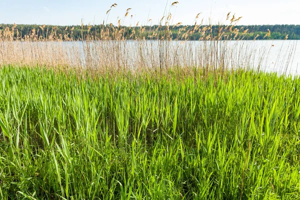 Erba verde e canne sulla riva del fiume — Foto Stock
