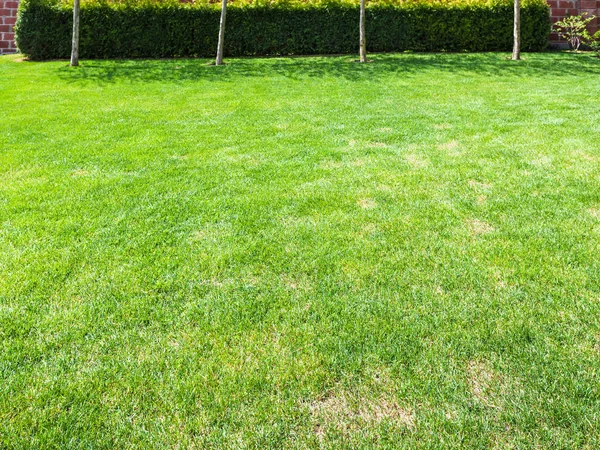 잘린된 잔디 뒷마당에 녹색 울타리와 함께 — 스톡 사진
