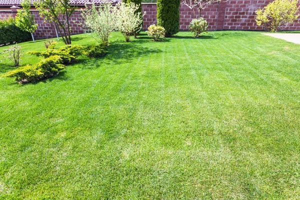 Well-groomed lawn with decorative bushes — Stock Photo, Image