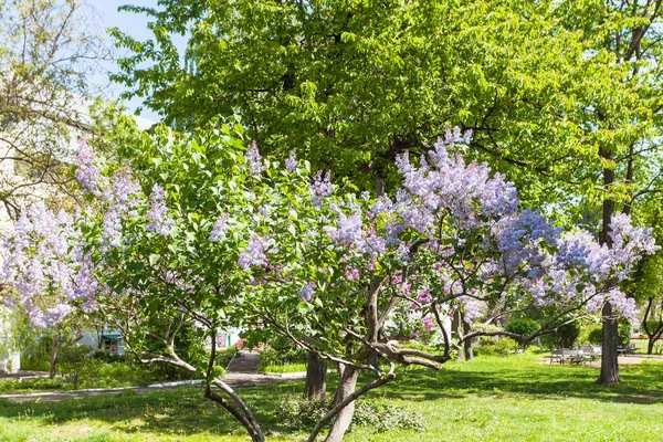 Blühender Flieder in Kiewer Stadt im Frühling — Stockfoto