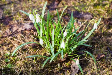 Beyaz kardelen (Galanthus) çiçekler ıslak yeryüzünde