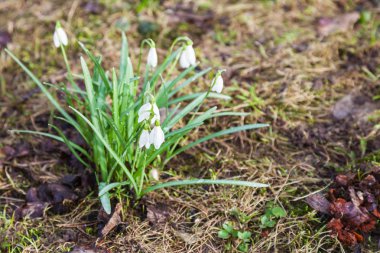 Beyaz kardelen (Galanthus) çiçekler ıslak çayır üzerinde