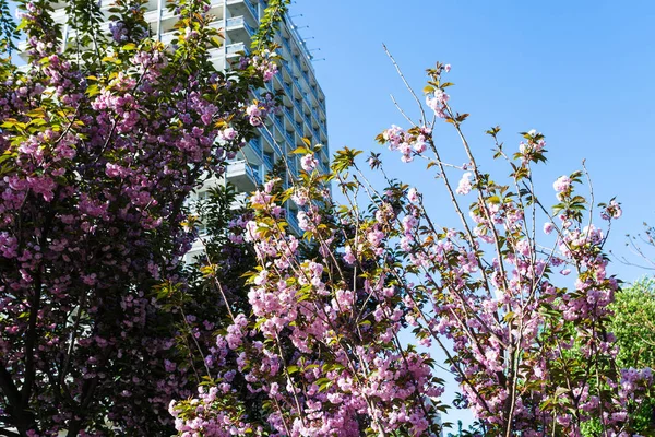 Розовые цветущие деревья Мариинского городского парка — стоковое фото