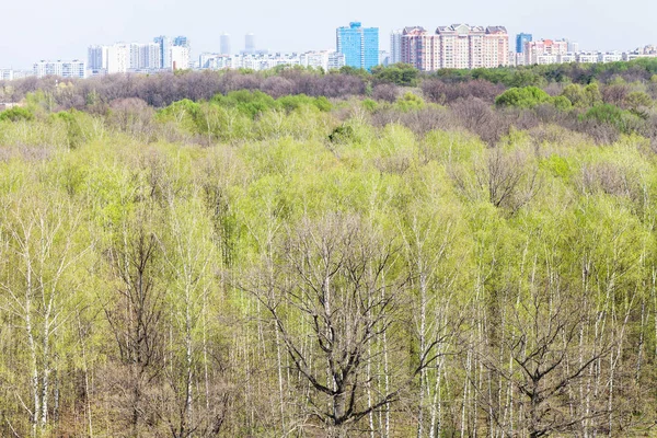 Foresta con fogliame giovane e skyline in primavera — Foto Stock