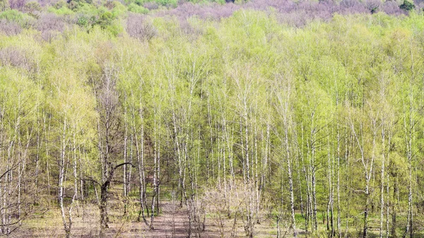 Vista sul bosco con fogliame verde in primavera — Foto Stock