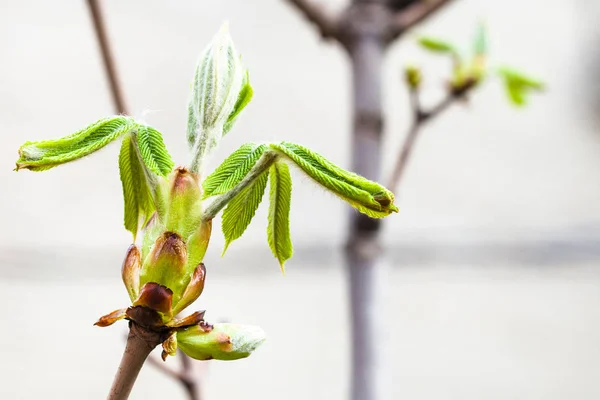 Junge grüne Blätter des Conkerbaums im Frühling — Stockfoto