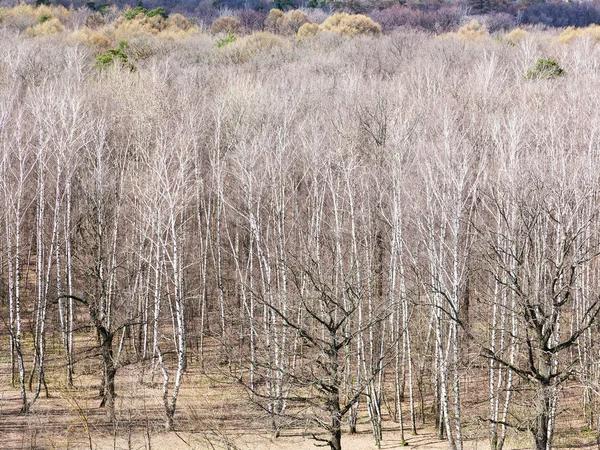 Betulla nuda e querce nella foresta all'inizio della primavera — Foto Stock