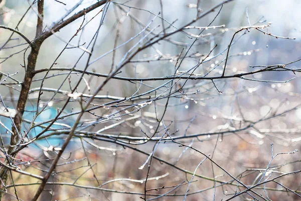 Мокрі гілки голого дерева з дощовими пагонами в саду — стокове фото