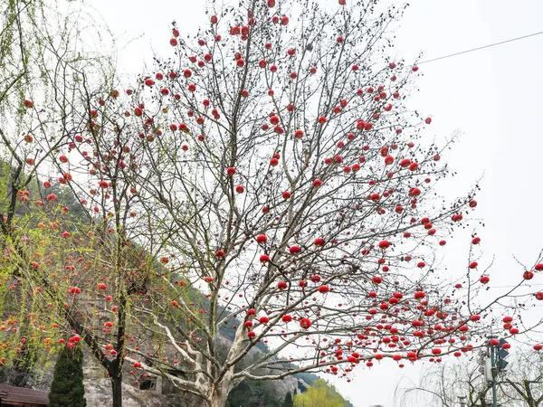 Lanternes rouges chinoises d'arbre à West Hill — Photo