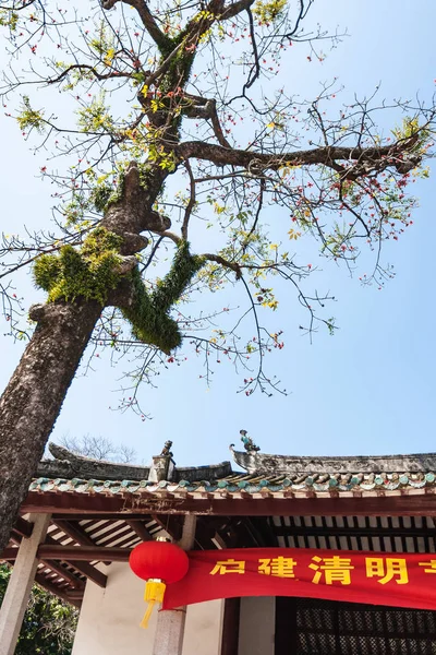 Árvore na corte de Guangxiao Templo em Guangzhou — Fotografia de Stock