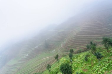 Pirinç görünümünü sis alanlarında teraslı