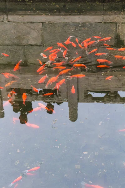 Zlaté ryby v rybníku ve veřejném parku v Pekingu — Stock fotografie