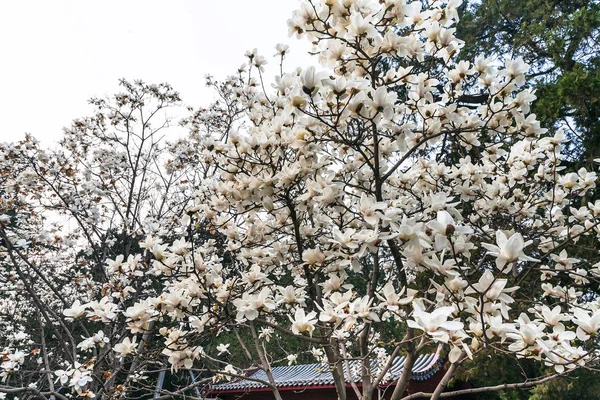 White blossom on magnolia trees in Beijing — Stock Photo, Image