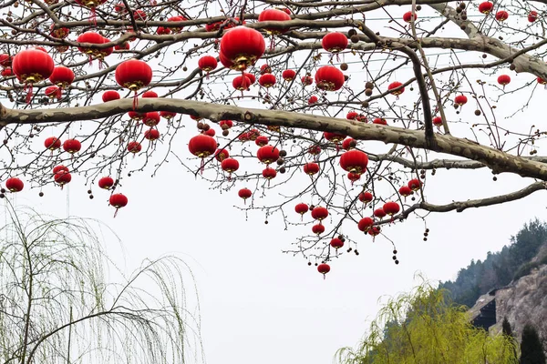 Chinese rode lantaarns van takken in het voorjaar — Stockfoto