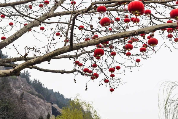 Lanternes rouges chinoises traditionnelles d'arbre — Photo
