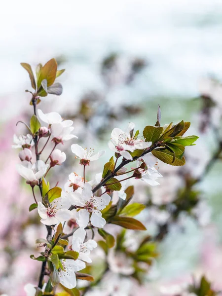 White bloosom of cherry tree in spring season — Stock Photo, Image