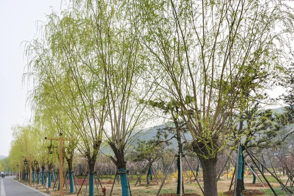 Vicolo verde su strada per Grotte Longmen — Foto Stock