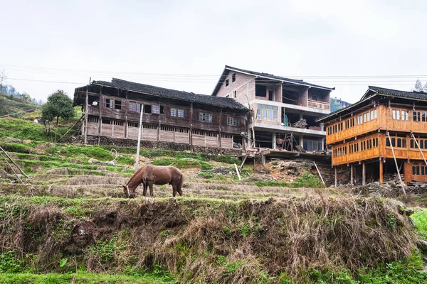 horse on terraced garden and houses in Dazhai