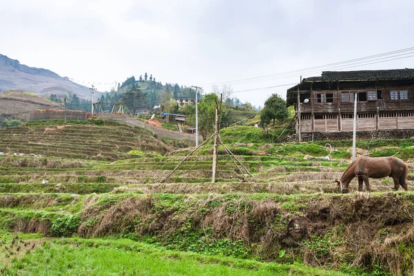 Horse on terraced fields and houses in Dazhai — Stock Photo, Image