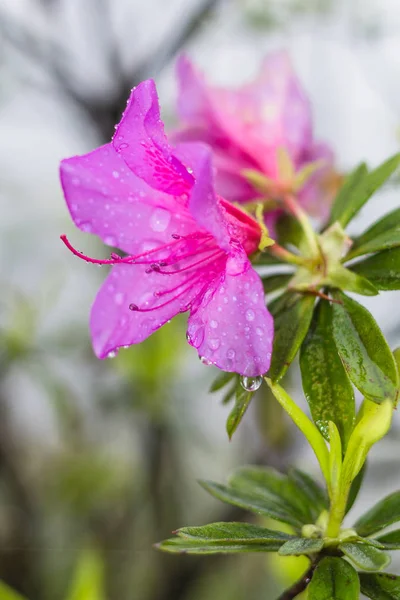 春の雨でピンクのユリの花 — ストック写真