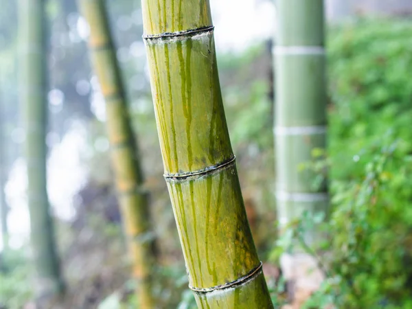 Tronc de bambou humide près dans la forêt tropicale brumeuse — Photo