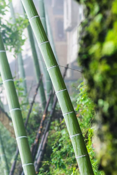 Natte bamboe stam in Tiantou dorp — Stockfoto