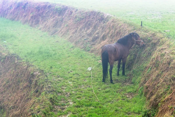 Cavalo pastando em arroz verde paddy na primavera — Fotografia de Stock