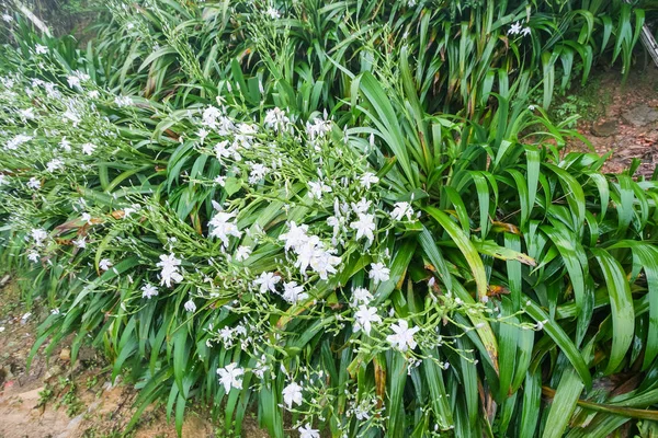 Влажные зеленые кусты с белыми фиолетовыми цветами лилия — стоковое фото