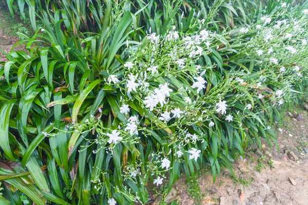 Wet bushes with white lily flowers in spring — Stock Photo, Image