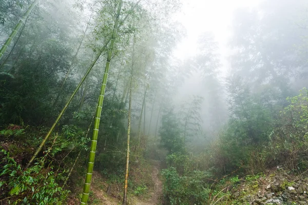 雾中的藤条树干 — 图库照片