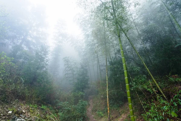 大寨地区雾雨林中的湿植物 — 图库照片