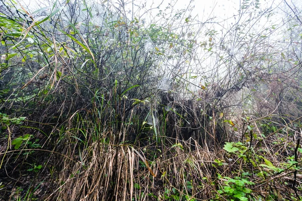 Natte struiken in regenwoud in mistige lente — Stockfoto