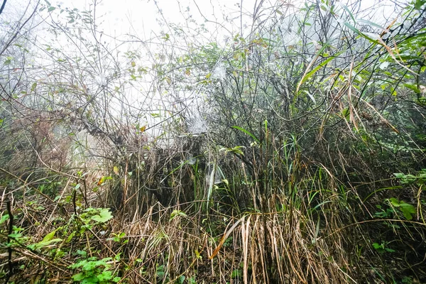 Βρεγμένο χορτάρι σε τροπικό δάσος στην ομιχλώδη άνοιξη — Φωτογραφία Αρχείου