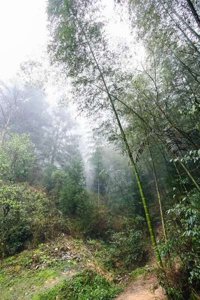Sendero húmedo en la selva tropical de niebla en la zona de Dazhai —  Fotos de Stock