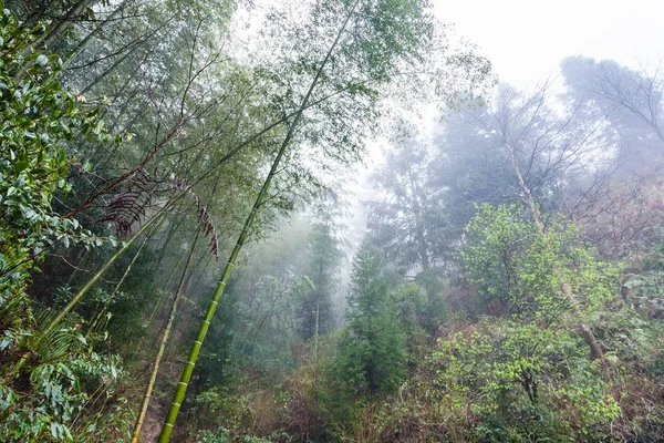 Floresta úmida na área de Dazhai — Fotografia de Stock