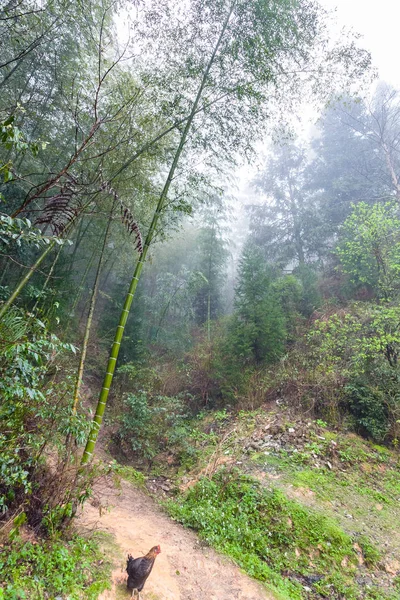 大寨村地区雨林 — 图库照片