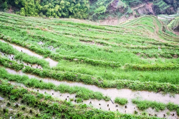 Над видом на рисовые грядки на террасированном поле — стоковое фото