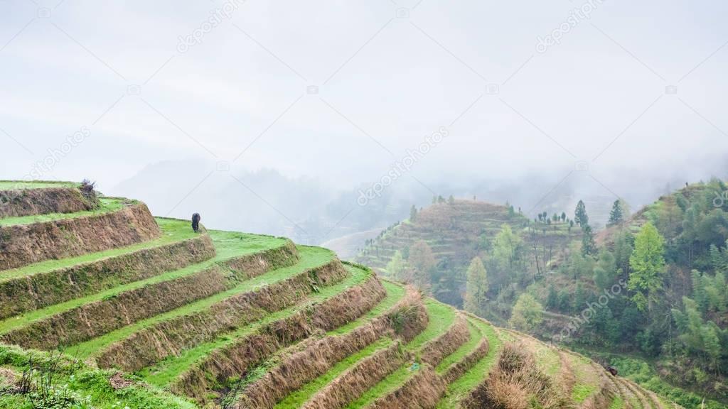 above view of terraced rice plantations on hills