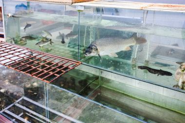 akvaryum Cafe önünde canlı balıklar ile