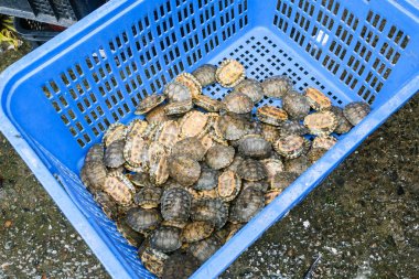 Bir Guangzhou balık pazarında kutusunda küçük kaplumbağalar