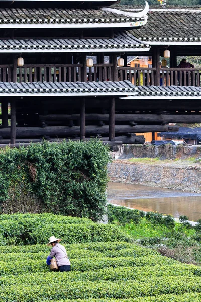 Datumkiezer op thee plantage en Chengyang brug — Stockfoto
