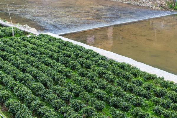 Zöld tea ültetvény közelében öntözőcsatorna — Stock Fotó