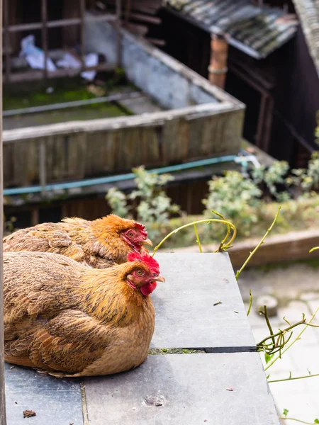 Deux poules rouges dans la rue dans le village de Chengyang — Photo