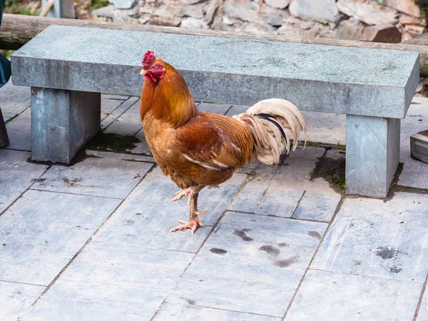 Rote Hühner auf der Straße im Dorf Chengyang — Stockfoto
