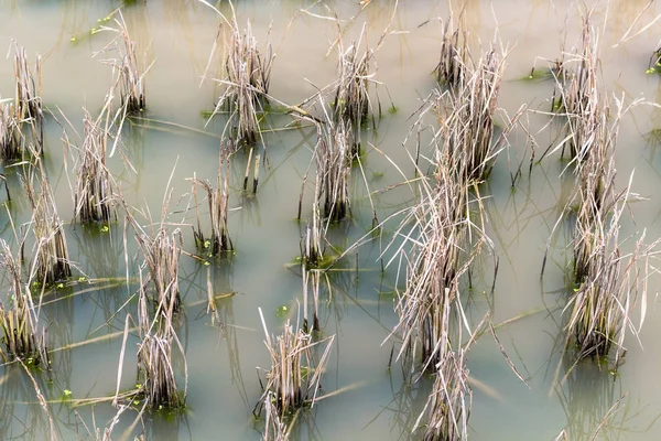 Rijst gebied onder water in Chengyang dorp — Stockfoto