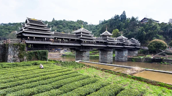 Plantación de té y puente de viento y lluvia de Chengyang — Foto de Stock