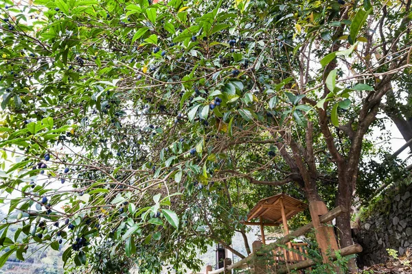 Plum tree with ripe fruits in Chengyang — Stock Photo, Image