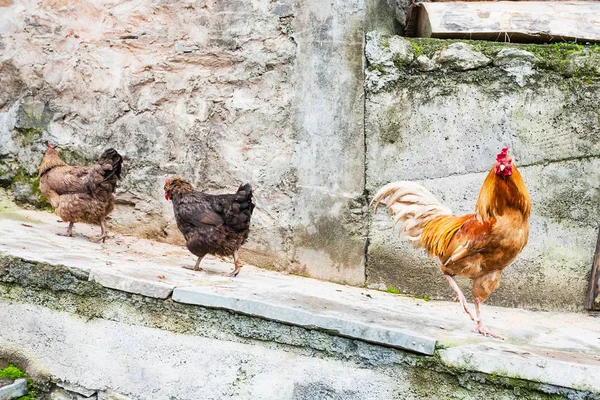 Roter Hahn und zwei Hühner auf einer Dorfstraße — Stockfoto